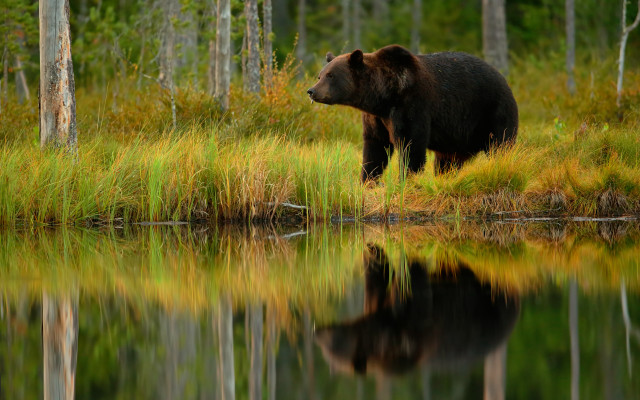 Bear grass water reflection nature free wallpaper - medium preview image