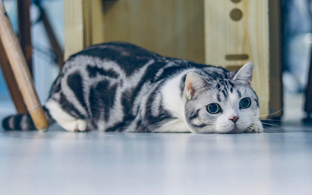 Cat floor chair door clock free wallpaper - medium preview image