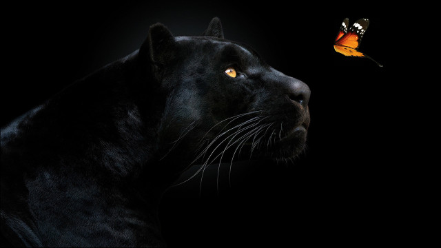 Black panther butterfly crow neo free wallpaper - medium preview image