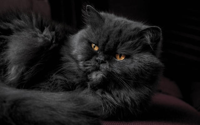 Black cat yellow eyes portrait free wallpaper - medium preview image