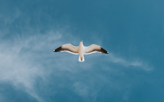 Seagull flying blue sky clouds free wallpaper - medium preview image