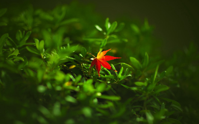 Red flower green leaves bokeh #5 free wallpaper - medium preview image