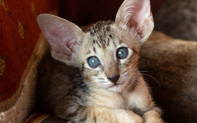 Kitten blue eyes couch blanket free wallpaper - medium preview image