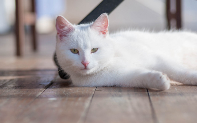 White cat floor chair table free wallpaper - medium preview image