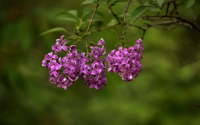 Purple wisteria flower forest macro free wallpaper - medium preview image