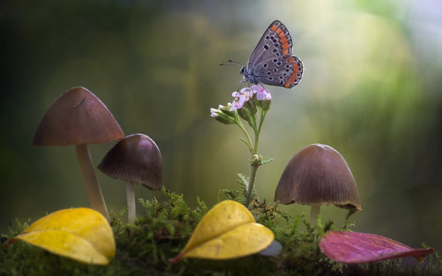 Butterfly flower mushrooms grass macro free wallpaper - medium preview image