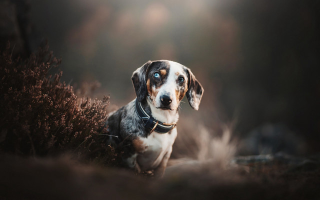 Dog collar grass blueeyes blurry free wallpaper - medium preview image