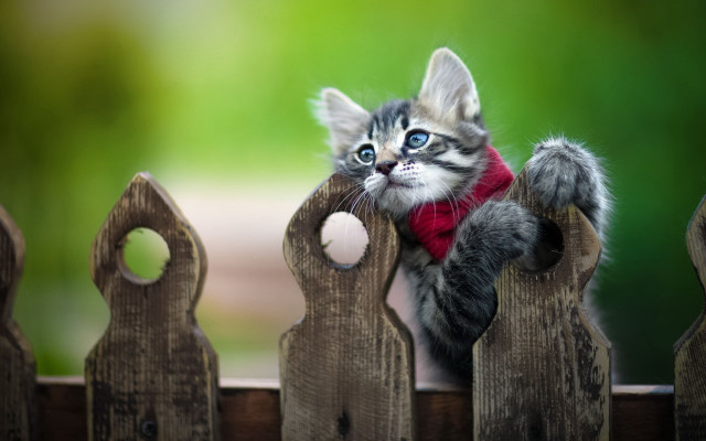 Kitten red scarf fence blue free wallpaper - medium preview image