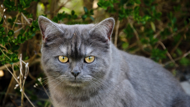 Gray cat yellow eyes bushy free wallpaper - medium preview image