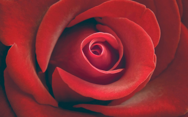 Red rose white black white free wallpaper - medium preview image