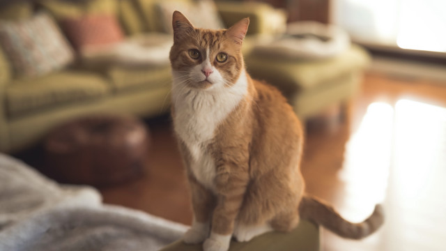 Cat couch dog photorealism blurry free wallpaper - medium preview image