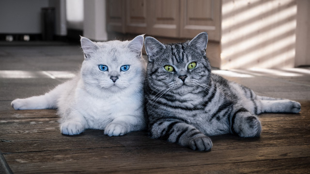 Cats blue eyes green eyes free wallpaper - medium preview image