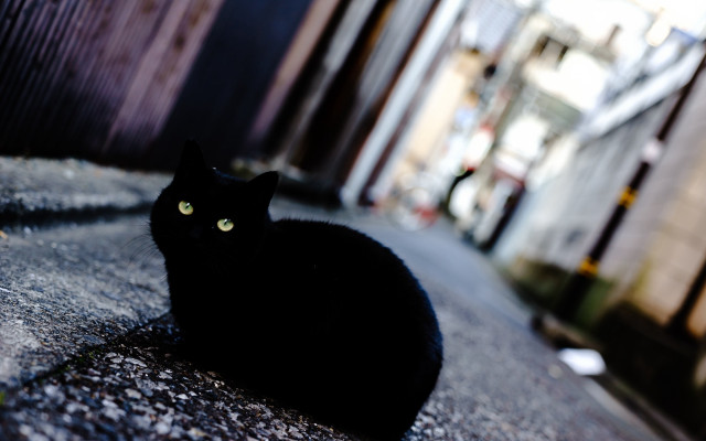 Black cat building streetlight bokeh free wallpaper - medium preview image