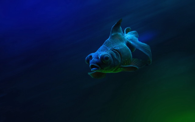 Lostfish hologram underwater darkblue lighted free wallpaper - medium preview image