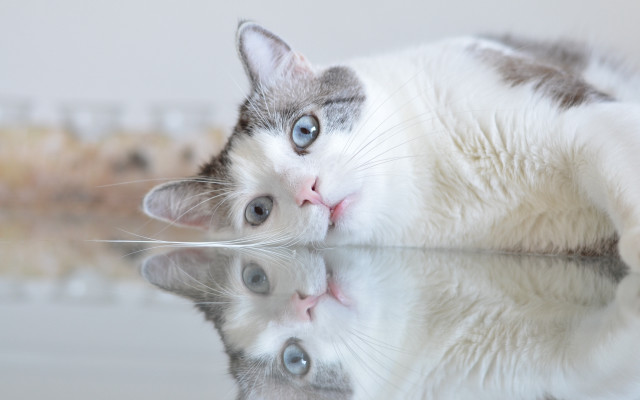 Cat reflective shiba inu realistic free wallpaper - medium preview image