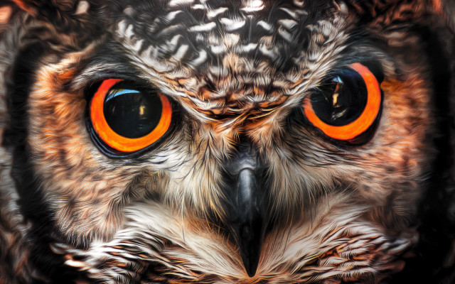 Owl orange eyes photorealistic man free wallpaper - medium preview image