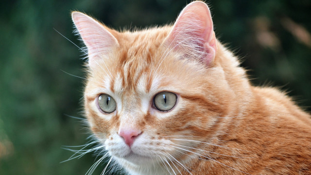 Cat closeup blurry background depthofield free wallpaper - medium preview image
