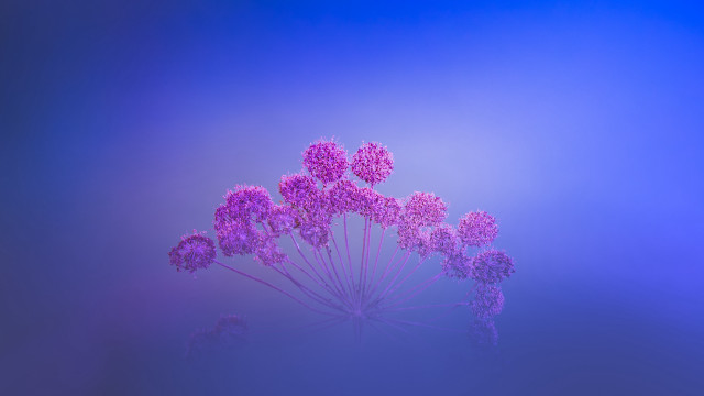 Purple flowers blue background macro free wallpaper - medium preview image