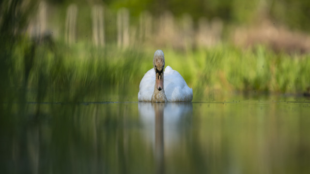 White swan impressionist soft focus free wallpaper - medium preview image