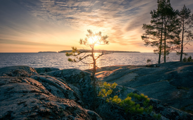 Tree rock ocean sunset beautiful free wallpaper - medium preview image