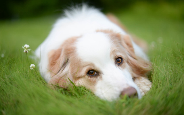 Dog laying in grass brown free wallpaper - medium preview image