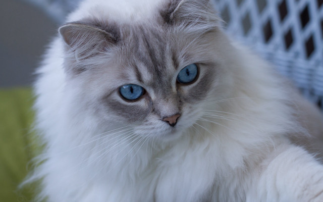 White cat blue eyes chair free wallpaper - medium preview image