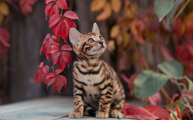 Small kitten tree red leaves free wallpaper - medium preview image