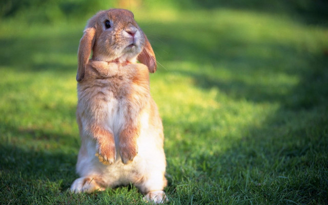Rabbit heroic sitting grass blurry free wallpaper - medium preview image