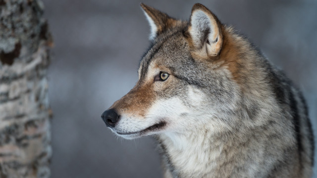 Wolf tree snow gray background free wallpaper - medium preview image