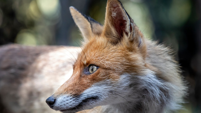 Fox closeup blurry background trees free wallpaper - medium preview image