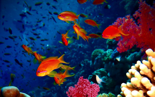 Fish coral reef underwater ecological free wallpaper - medium preview image
