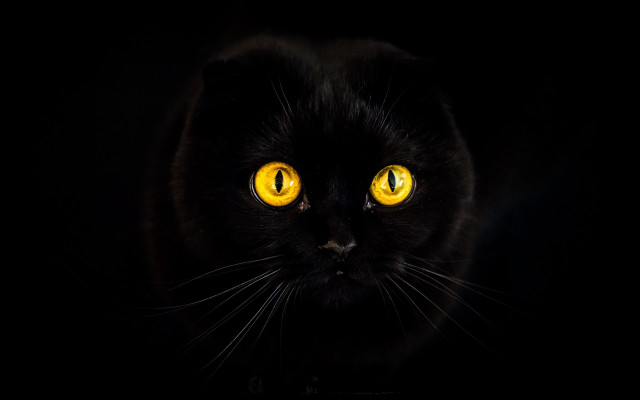 Black cat yellow eyes moon free wallpaper - medium preview image