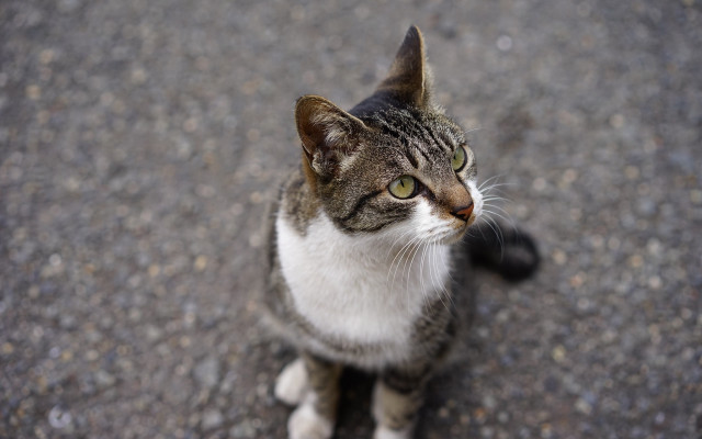 Cat tiltshift bokeh blurry background free wallpaper - medium preview image