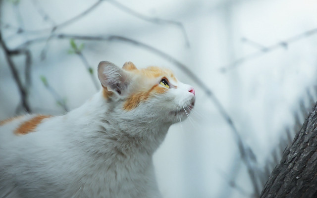 Cat looking up bare tree free wallpaper - medium preview image
