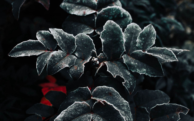 Frosted plant red flowers macro free wallpaper - medium preview image