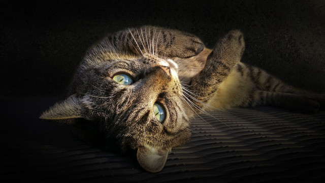 Cat laying on bed blue #2 free wallpaper - medium preview image