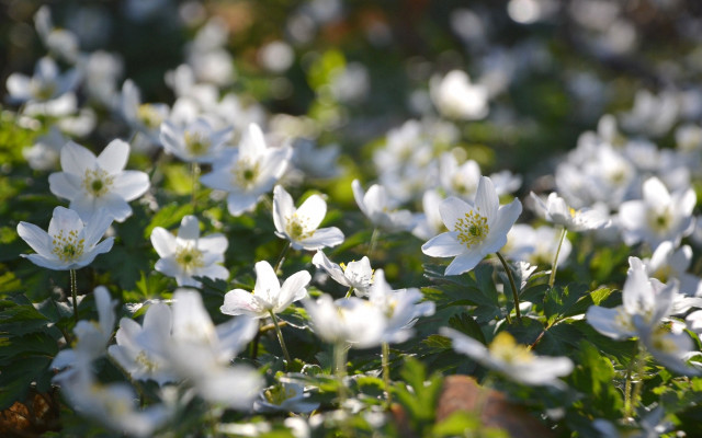 White flower field bokeh butterfly free wallpaper - medium preview image