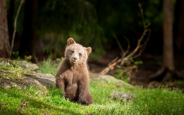Brown bear standing green field free wallpaper - medium preview image