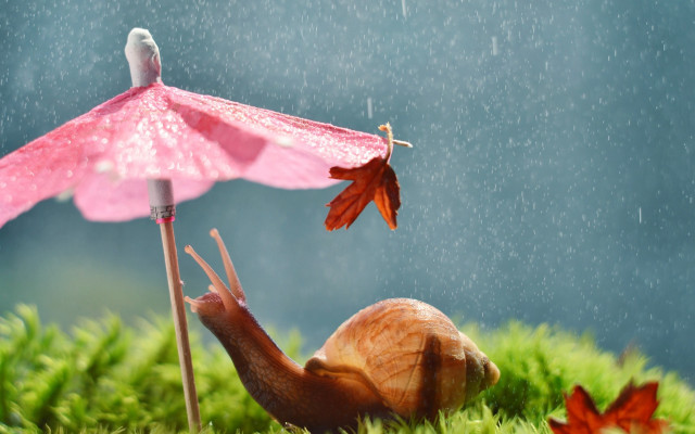 Snail umbrella rain bird surreal free wallpaper - medium preview image