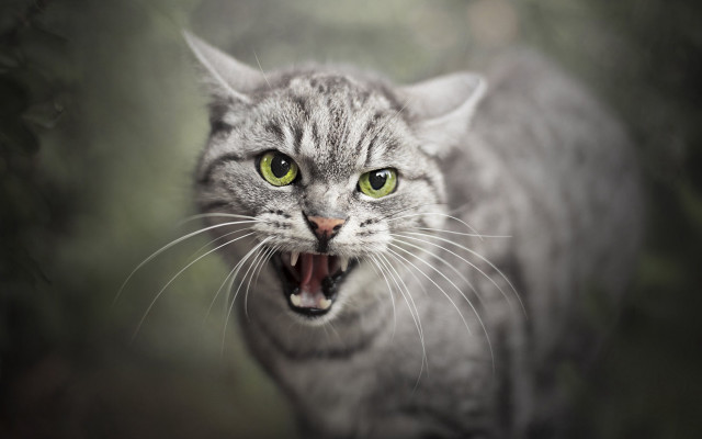 Angry cat open mouth green free wallpaper - medium preview image