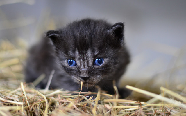 Curious blue eyed kitten sitting free wallpaper - medium preview image