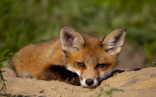 Small fox sandy ground green free wallpaper - medium preview image