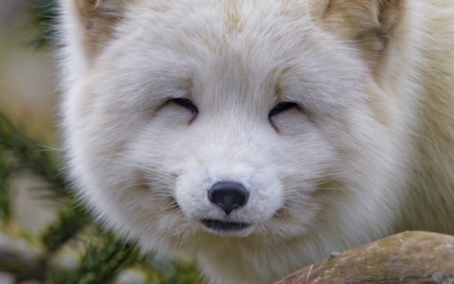 Polar bear sad stand tree free wallpaper - medium preview image