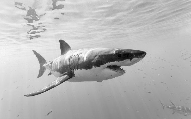 Great white shark ocean fish free wallpaper - medium preview image