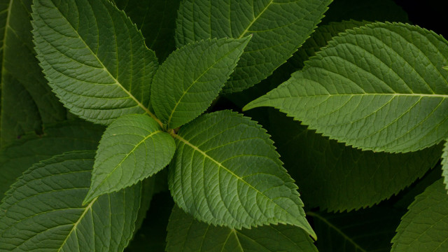 Green leafy plant macro rain free wallpaper - medium preview image
