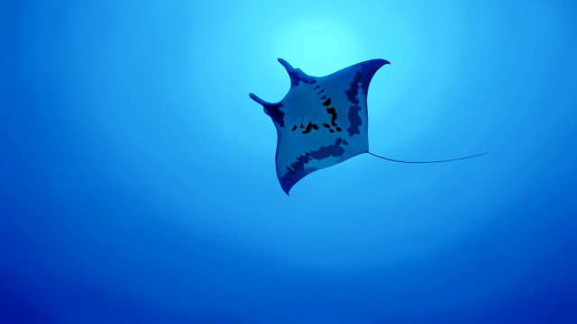 Large blue white spotted fish free wallpaper - medium preview image