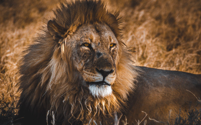 Lion mane field yellow eye free wallpaper - medium preview image