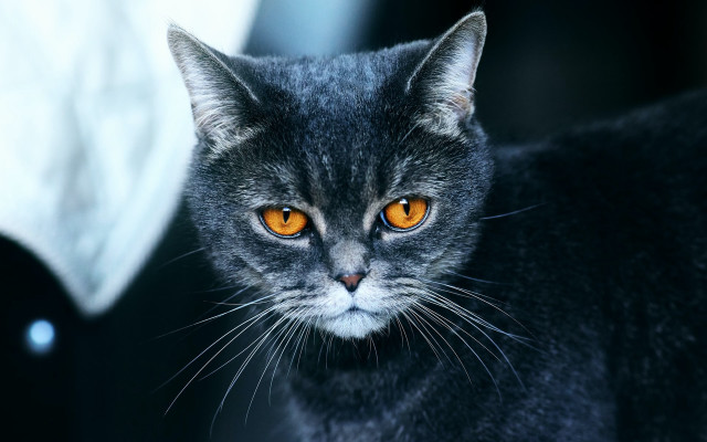 Orange eyes black cat symmetrical free wallpaper - medium preview image