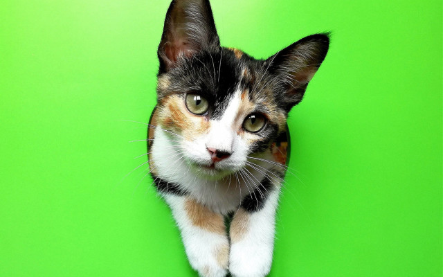 Surprised cat green background shiba free wallpaper - medium preview image