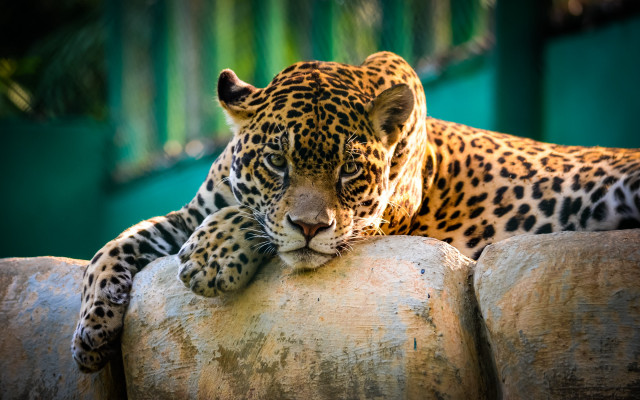 Leopard rock building green wall free wallpaper - medium preview image